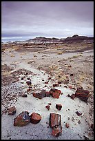 Colorful slices of petrified wood and badlands in Long Logs area. Petrified Forest National Park ( color)