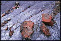 Red slices of petrified wood and blue clay, Long Logs area. Petrified Forest National Park, Arizona, USA. (color)