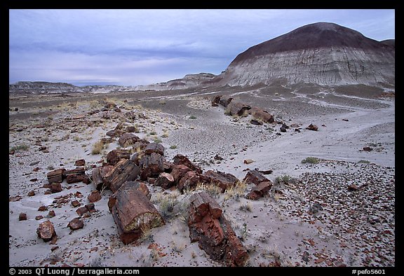 Fossilized wood on soft layer of earth made of mud, sand, and ash. Petrified Forest National Park (color)