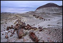 Fossilized wood on soft layer of earth made of mud, sand, and ash. Petrified Forest National Park ( color)