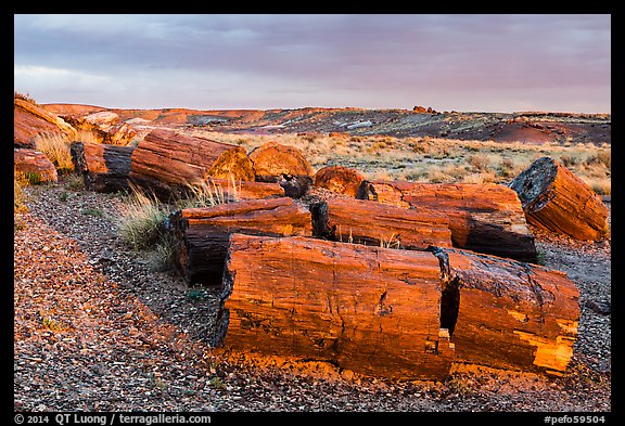 Last light illuminates large petrified wood logs, Crystal Forest. Petrified Forest National Park (color)