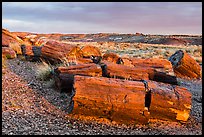 Last light illuminates large petrified wood logs, Crystal Forest. Petrified Forest National Park ( color)