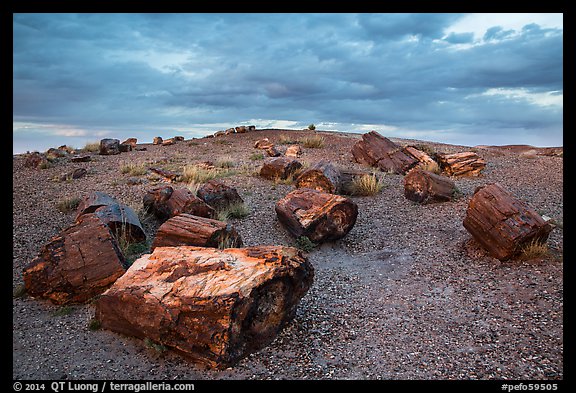 Large petrified wood logs and hill, Crystal Forest. Petrified Forest National Park (color)