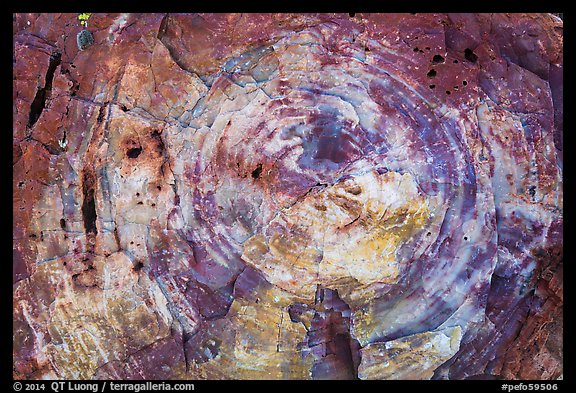 Section of colorful petrified wood, Rainbow Forest. Petrified Forest National Park (color)