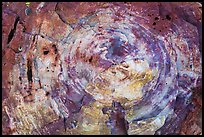 Section of colorful petrified wood, Rainbow Forest. Petrified Forest National Park ( color)