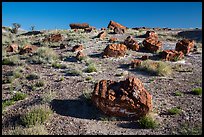 Giant Logs, Rainbow Forest. Petrified Forest National Park ( color)