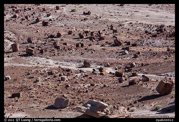 Petrified wood, Jasper Forest. Petrified Forest National Park (color)