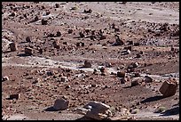 Petrified wood, Jasper Forest. Petrified Forest National Park ( color)