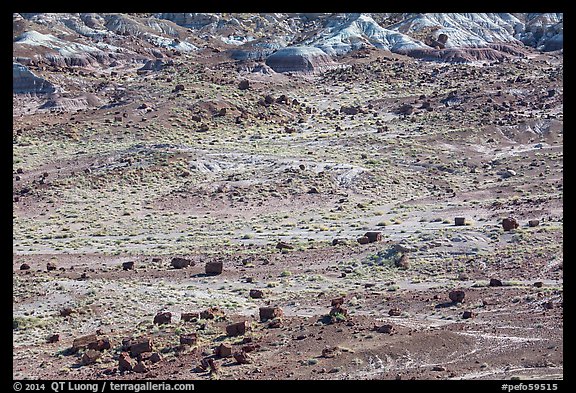 Scattered Jasper Forest petrified wood and badlands. Petrified Forest National Park (color)