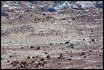 Scattered Jasper Forest petrified wood and badlands. Petrified Forest National Park ( color)