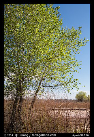 Cottonwoods in spring, Dead Wash. Petrified Forest National Park (color)
