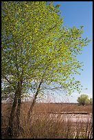 Cottonwoods in spring, Dead Wash. Petrified Forest National Park ( color)