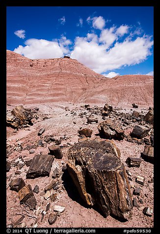 Black petrified wood and red Painted Desert badlands. Petrified Forest National Park (color)