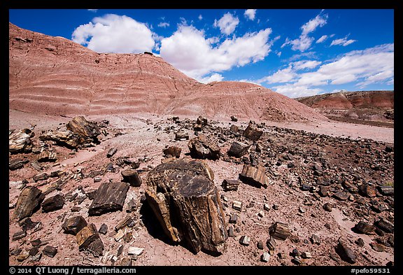 Black Forest, Black Forest Wilderness. Petrified Forest National Park (color)