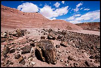 Black Forest, Black Forest Wilderness. Petrified Forest National Park ( color)