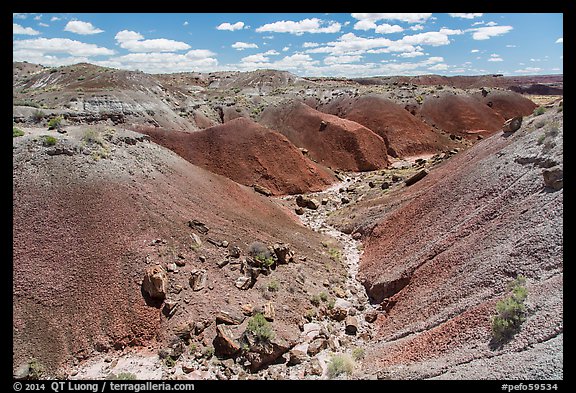 Gully in red badlands filled with petrified wood. Petrified Forest National Park (color)