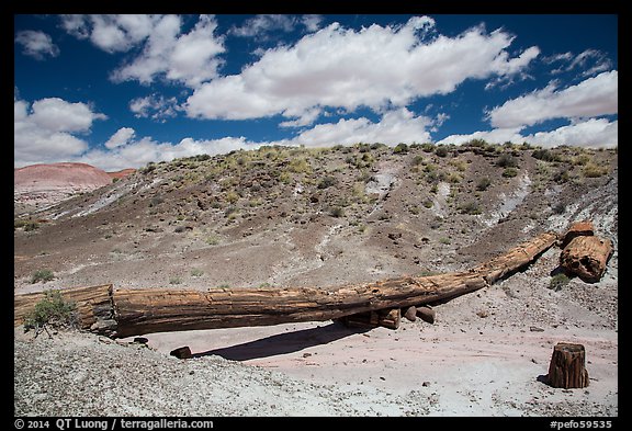 Onyx Bridge. Petrified Forest National Park (color)