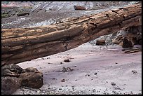 Natural bridge formed by petrified log. Petrified Forest National Park ( color)