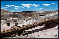 Onyx Bridge, petrified log spanning arroyo. Petrified Forest National Park ( color)