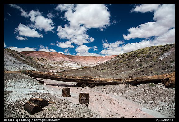 Black petrified wood, Onyx Bridge, Painted Desert. Petrified Forest National Park (color)