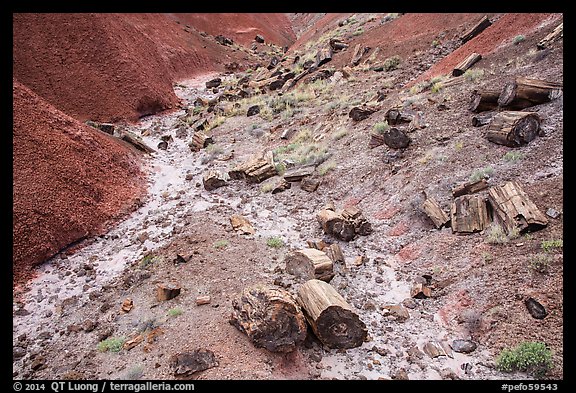 Petrified logs and iron oxide colored badlands. Petrified Forest National Park (color)