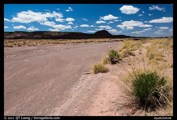 Dry Lithodendron Wash. Petrified Forest National Park (color)