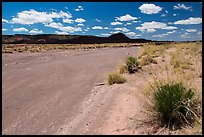 Dry Lithodendron Wash. Petrified Forest National Park ( color)