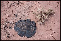 Ground view with buried section of black petrified wood. Petrified Forest National Park, Arizona, USA.