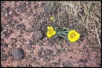 Ground view with wildflowers and black rock. Petrified Forest National Park, Arizona, USA.