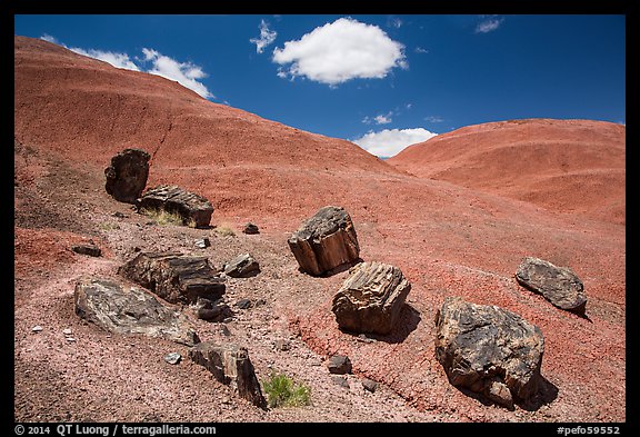 Red Desert badlands hills and black petrified logs. Petrified Forest National Park (color)