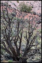 Juniper trees on slope. Petrified Forest National Park ( color)