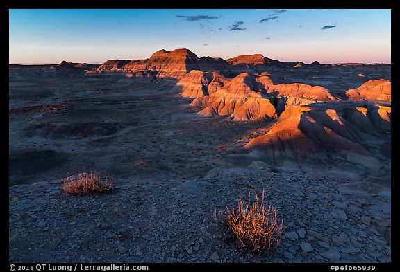 Last light on shrubs, Puerco Ridge. Petrified Forest National Park (color)