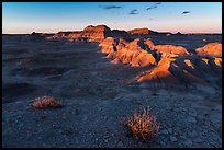 Last light on shrubs, Puerco Ridge. Petrified Forest National Park ( color)