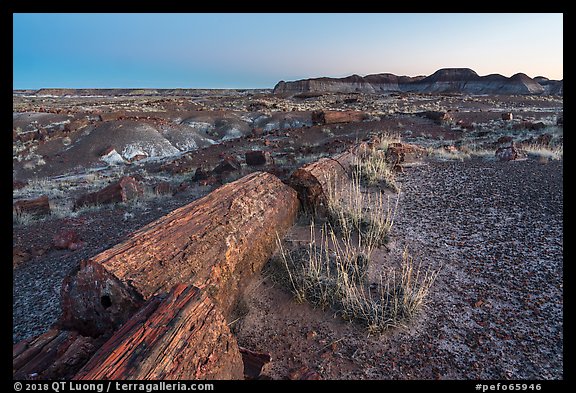 Petrfied logs at dawn, Longs Logs. Petrified Forest National Park (color)
