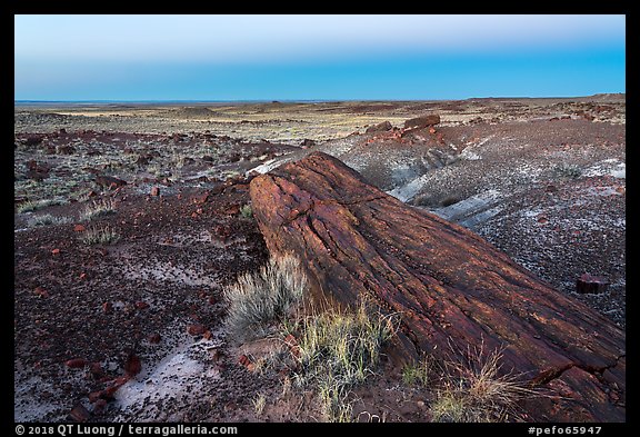 Long petrified longs and badlands at dawn. Petrified Forest National Park (color)