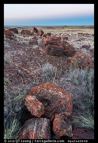 Petrified logs sections at dawn, Longs Logs. Petrified Forest National Park (color)