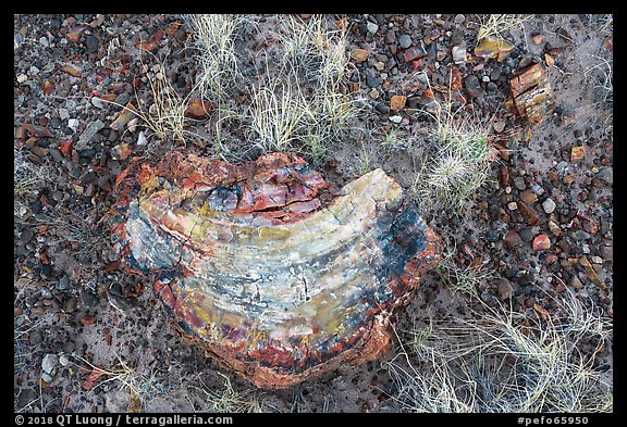 Close-up of grasses and pieces of petrified wood. Petrified Forest National Park (color)