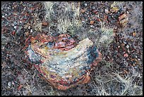 Close-up of grasses and pieces of petrified wood. Petrified Forest National Park ( color)