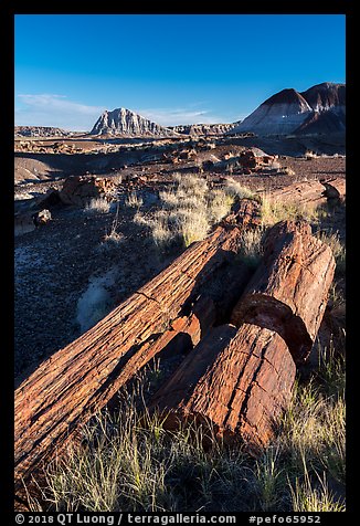 Tall petrified logs, Longs Logs. Petrified Forest National Park (color)