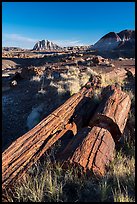 Tall petrified logs, Longs Logs. Petrified Forest National Park ( color)