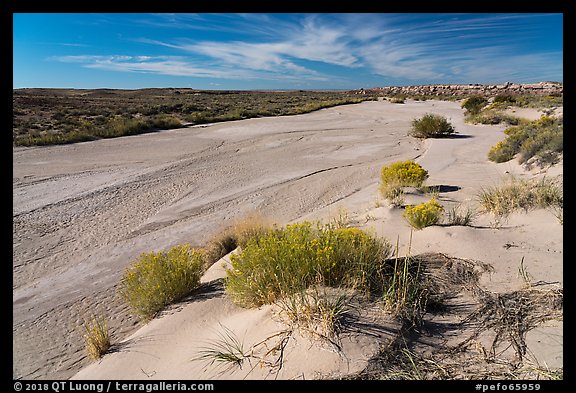 Jim Camp Wash. Petrified Forest National Park (color)