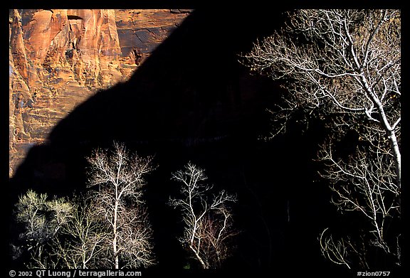 Bare cottonwoods and shadows in Zion Canyon. Zion National Park, Utah, USA.