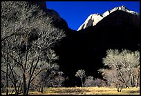 Bare cottonwoods and shadows near Zion Lodge. Zion National Park, Utah, USA.