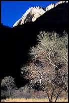 Bare cottonwoods and shadows near Zion Lodge. Zion National Park, Utah, USA.