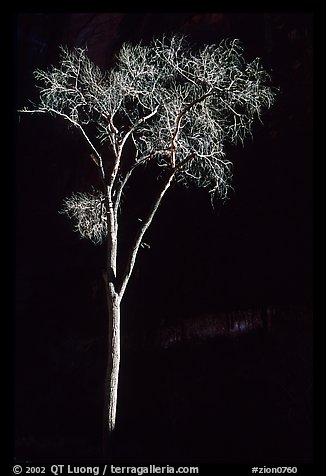 Spotlighted bare cottonwood, Zion Canyon. Zion National Park, Utah, USA.