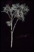 Spotlighted bare cottonwood, Zion Canyon. Zion National Park ( color)