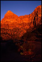 Cactus and Watchman at sunset. Zion National Park, Utah, USA.