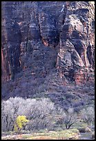 Trees Canyon walls near Angel's landing. Zion National Park, Utah, USA.