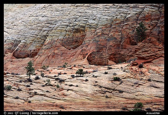 Sandstone checkboard patterns, Zion Plateau. Zion National Park (color)