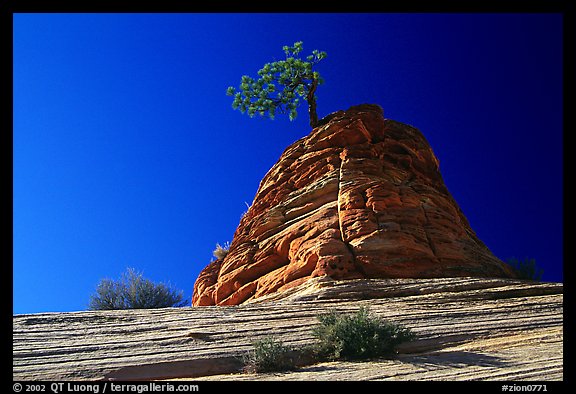 Lone pine on sandstone swirl, Mesa area. Zion National Park (color)